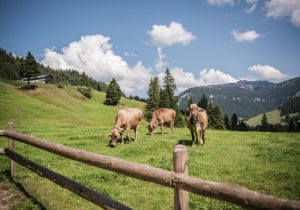 20.09.26 Alpeggio Vorarlberg, vacche